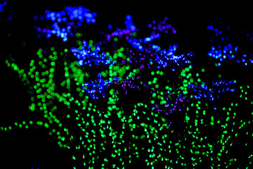 Outside Christmas lights at night, made into a flower shapes with blue, purple, and green light...