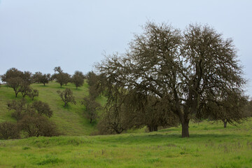 Calm Rolling Hills Oak Trees Green Grass Nature Landscape Rural Lifestyle