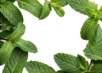 Mint leaves, fresh green forming a decorative border, cutout, PNG isolated on white or transparent background