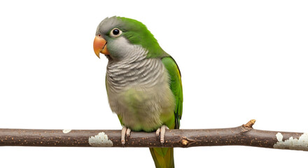 Fototapeta premium Monk parakeet, with green and grey feathers and orange beak perched on a branch, cutout, PNG isolated on white or transparent background