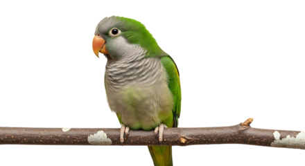 Monk parakeet, with green and grey feathers and orange beak perched on a branch, cutout, PNG isolated on white or transparent background