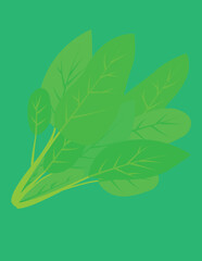 A vector art of a bunch of spinach. 
