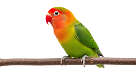 Fischer's Lovebird, with vibrant orange and green plumage perched on a wooden branch, cutout, PNG isolated on white or transparent background