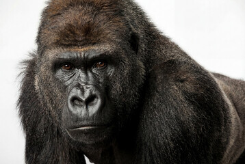 Obraz premium A powerful gorilla with a deep gaze, showcasing strength and intelligence on a neutral background.