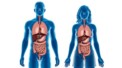 Male and female human anatomy comparison with internal organ structure  
