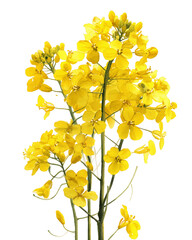Obraz premium Vibrant Yellow Rapeseed Flowers Cluster on Transparent Background, PNG
