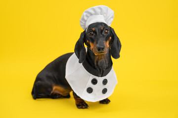 Cute dachshund in chef outfit against vibrant yellow background
