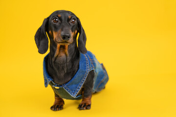 Adorable dachshund in denim jacket on vibrant yellow background