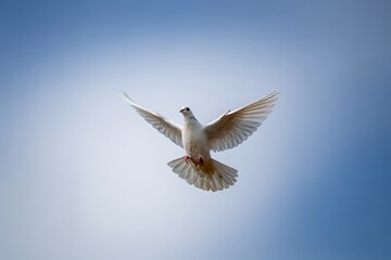 Majestic white dove soaring gracefully against a clear blue sky, embodying peace and freedom, perfect for inspirational messages and spiritual themes