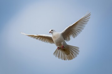 Obraz premium Graceful white dove soaring freely against a serene sky, conveying peace, hope, and freedom, perfect for symbolic or inspirational projects