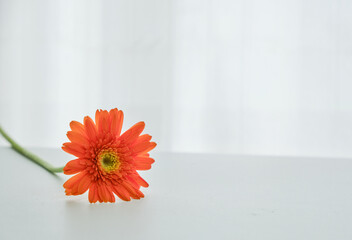 穏やかな窓際の光と一輪の花