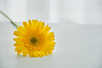 穏やかな窓際の光と一輪の花