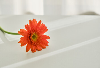 穏やかな窓際の光と一輪の花