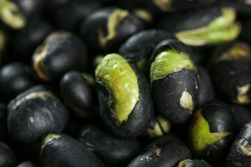 Black Bean Sprouts with Green Cotyledons - Natural Germination Process