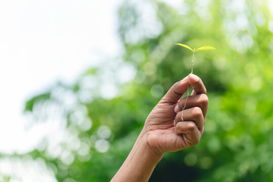 Eco green earth environment concept. Hand with growing tree on earth day with sunlight bokeh in morning. Save world energy protect by plant tree in soil and watering.