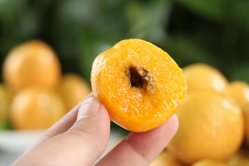 Fresh Ripe Apricot Half in Hand During Harvest - Juicy Orange Stone Fruit Close-up