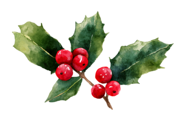 Watercolor Holly Branch with Bright Red Berries and Green Leaves on Transparent Background, PNG