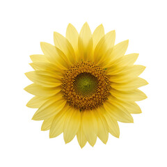 Obraz premium Radiant sunflower bloom with textured center and delicate yellow petals isolated on white background