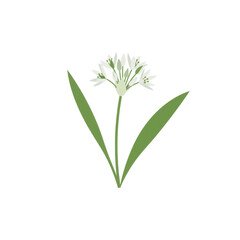 Obraz premium Vibrant illustration of a spring onion flower isolated on white background