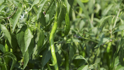 Fresh Green Chili Peppers Growing on Plants in Organic Garden with Lush Green Foliage