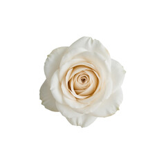 Elegant ivory rose blossom with meticulously layered petals against stark backdrop