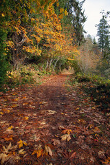 Pastoral scene of footpath with fall colors