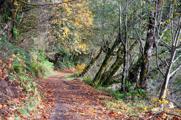 Forest footpath with autumn colors