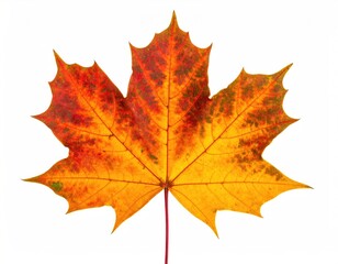 Obraz premium Autumnal maple leaf orange, red, and yellow color gradients