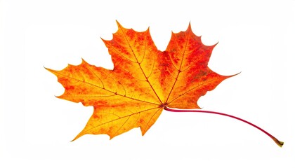 Fototapeta premium Vibrant maple leaf, autumn colors, isolated, detailed