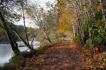 Lakeside path covered in fall leaves