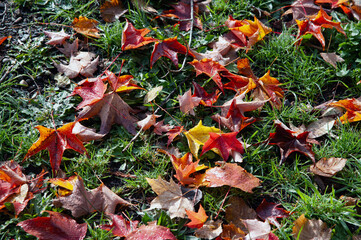 Colorful flall leaves on the ground