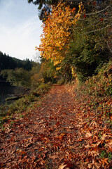 Forest pathway covered with colorful autumn leaves