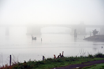 Large highway bridge in the morning fog