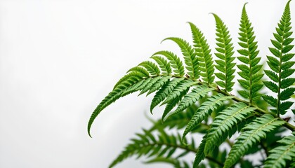 A potted fern with lush, vibrant green fronds against a neutral background.
