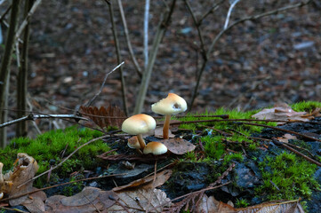 Mushrooms growing on a rotting log
