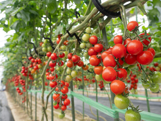 ミニトマトのハウス栽培