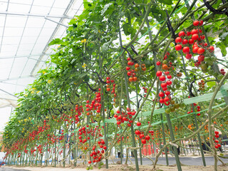 ミニトマトのハウス栽培