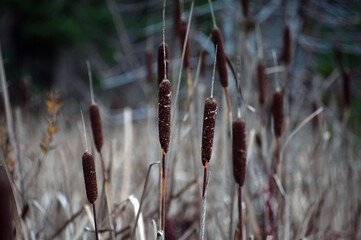 Cattails in a marshy area
