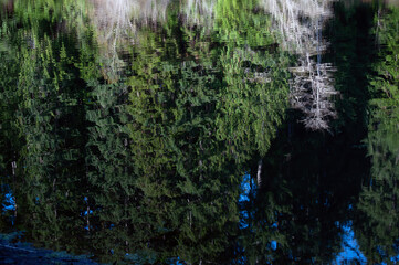Trees reflected in lake
