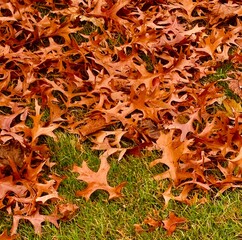 autumn leaves on the ground