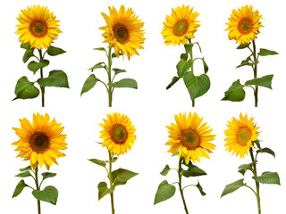 Sunflowers collection isolated on white background. Sun symbol. Flowers yellow, agriculture. Seeds and oil. Flat lay, top view