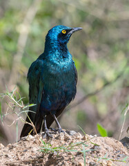 The Glossy Greater Blue-eared Starling (Lamprotornis chalybaeus) of Lake Nakuru