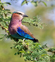The Iridescent Lilac-breasted Roller (Coracias caudatus) of Lake Nakuru National Park, Kenya, Africa