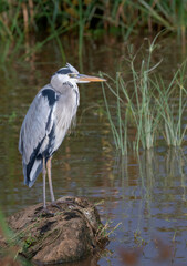Gray heron (Ardea cinerae) fishing in the lake, Nakuru Lake National Park, Kenya