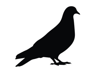 Side profile black silhouette of standing pigeon bird isolated