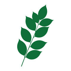 Green compound plant leaf branch isolated on transparent background