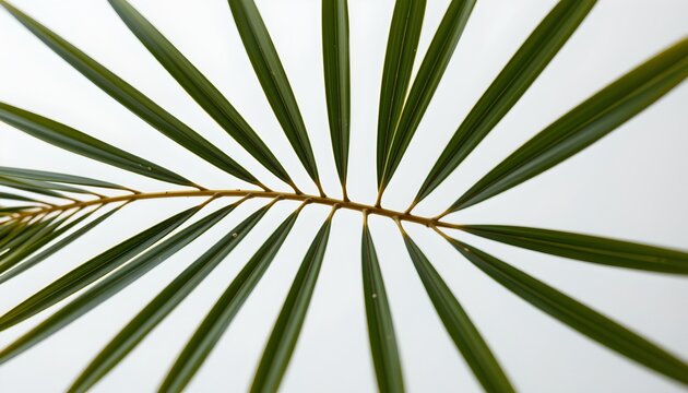 A close up view of a palm frond with multiple slender segments creating a pattern that radiates outward from the center