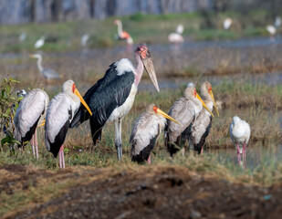 Obraz premium Marabou and Yellow-billed Stork Mycteria ibises in Lake Nakuru, Kenya