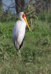 Yellow-billed Stork Mycteria ibis Wading in Lake Nakuru National Park, Kenya
