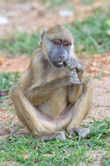Young yellow baboon  (Papio cynocephalus) feeding in the grass, Kwale county, Kenya shimoni